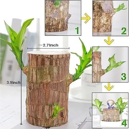 2PCS Premium Brazilian Lucky Wood Plant