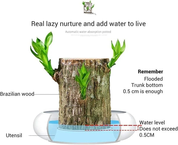 2PCS Premium Brazilian Lucky Wood Plant