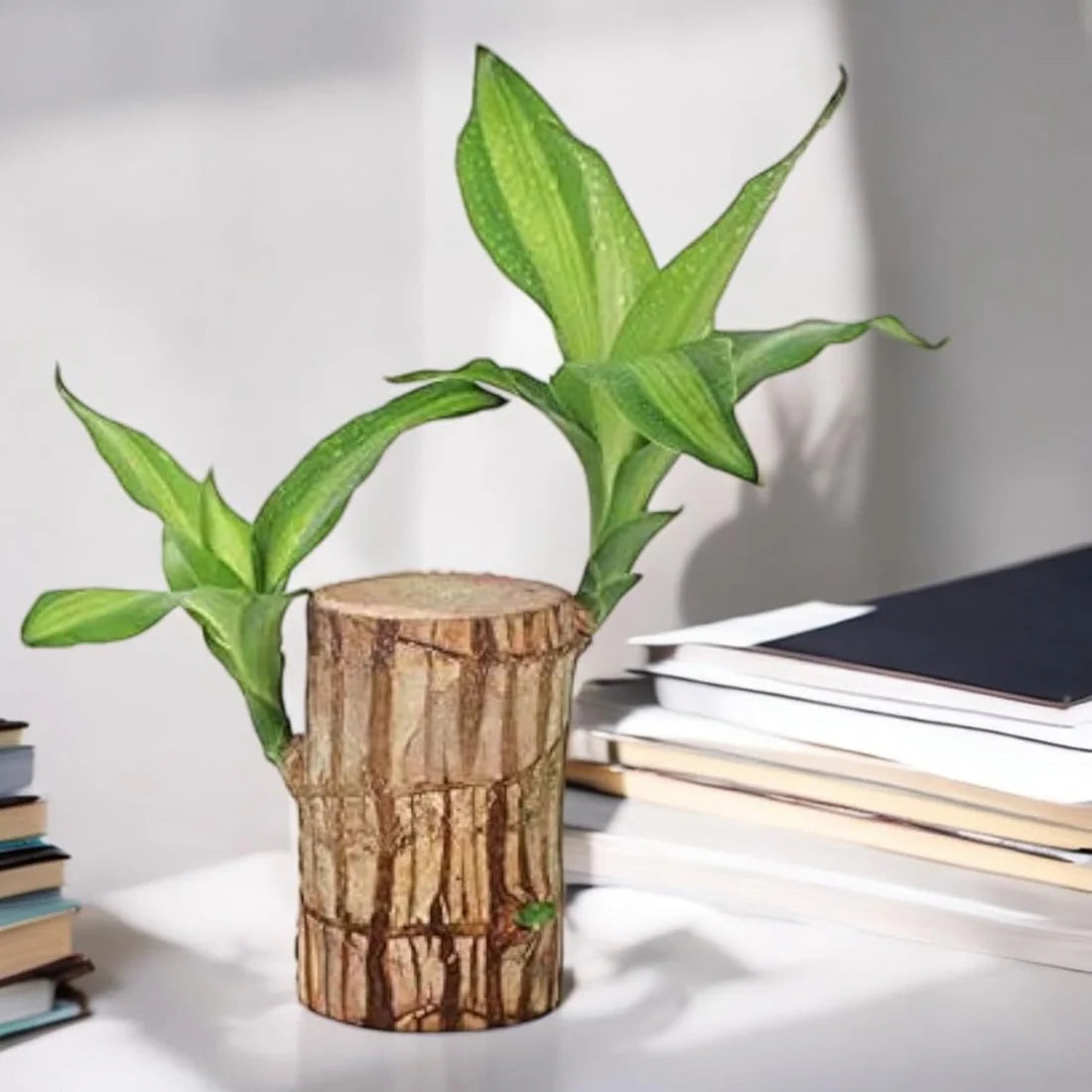 2PCS Premium Brazilian Lucky Wood Plant