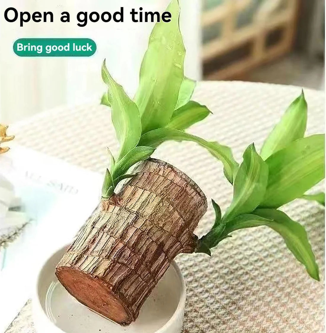 2PCS Premium Brazilian Lucky Wood Plant