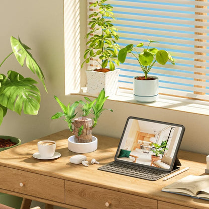 2PCS Premium Brazilian Lucky Wood Plant